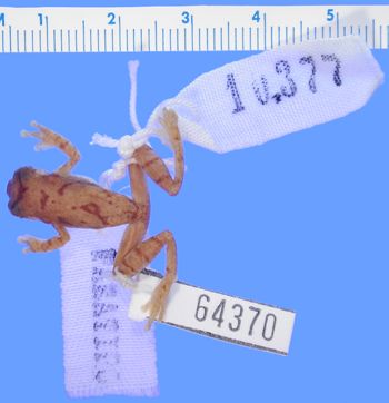 Media type: image; Herpetology A-64370